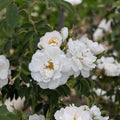 Alba Maxima