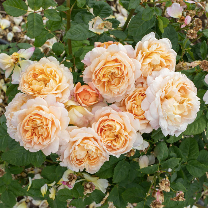 Apricot Impressionist™