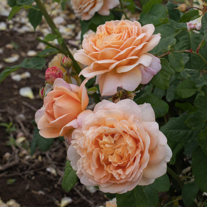 Apricot Impressionist™