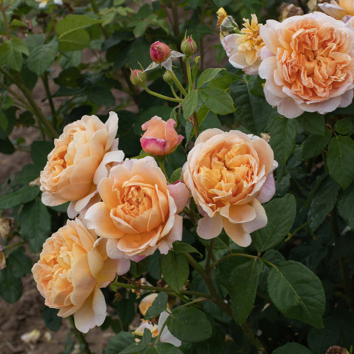 Apricot Impressionist™