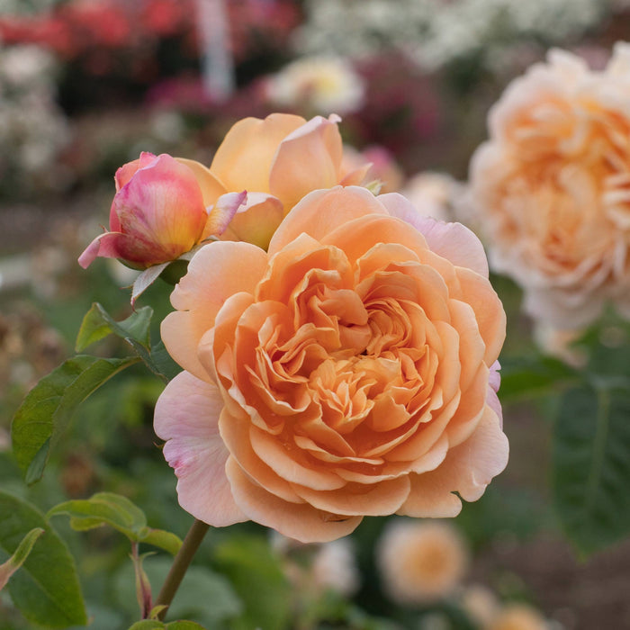 Apricot Impressionist™