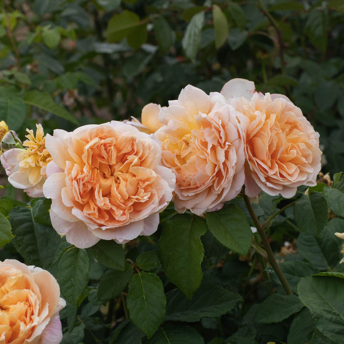 Apricot Impressionist™
