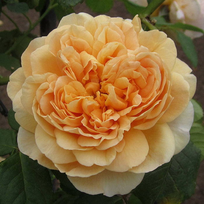 Apricot Impressionist™