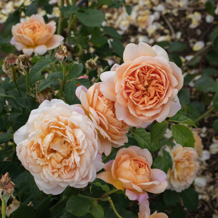 Apricot Impressionist™