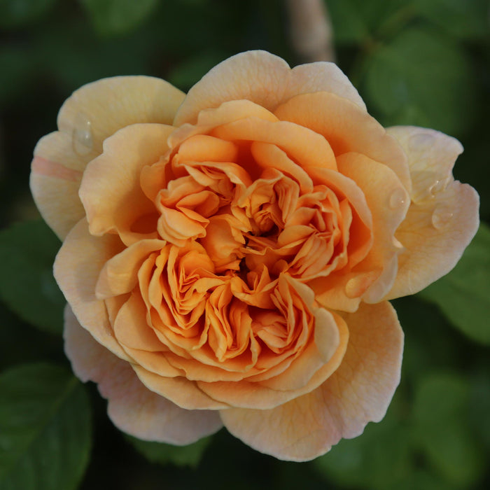 Apricot Impressionist™