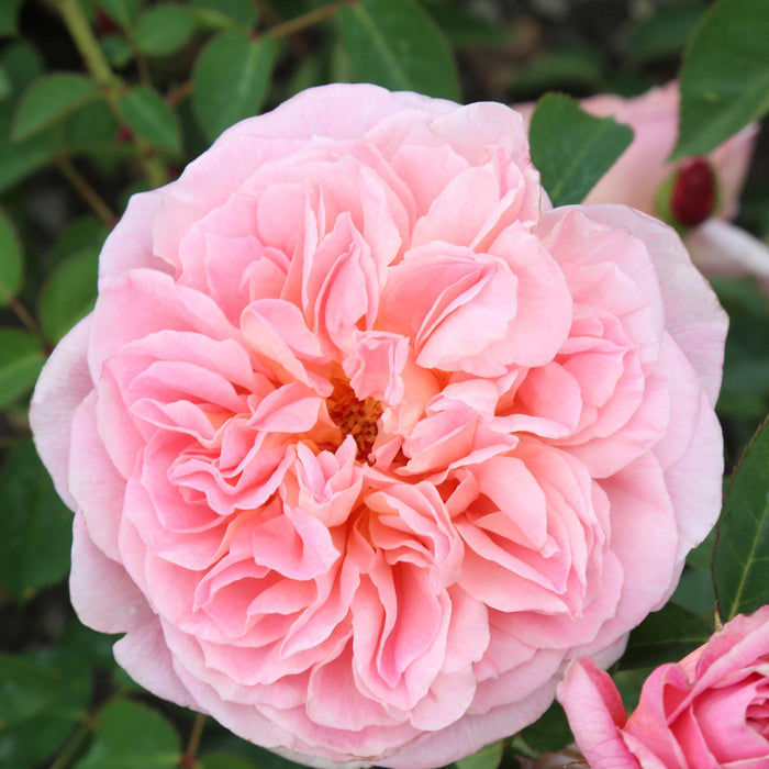 April Love™