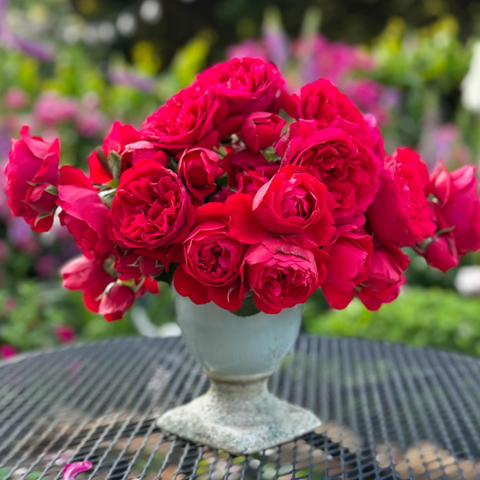 Arborose® Florentina