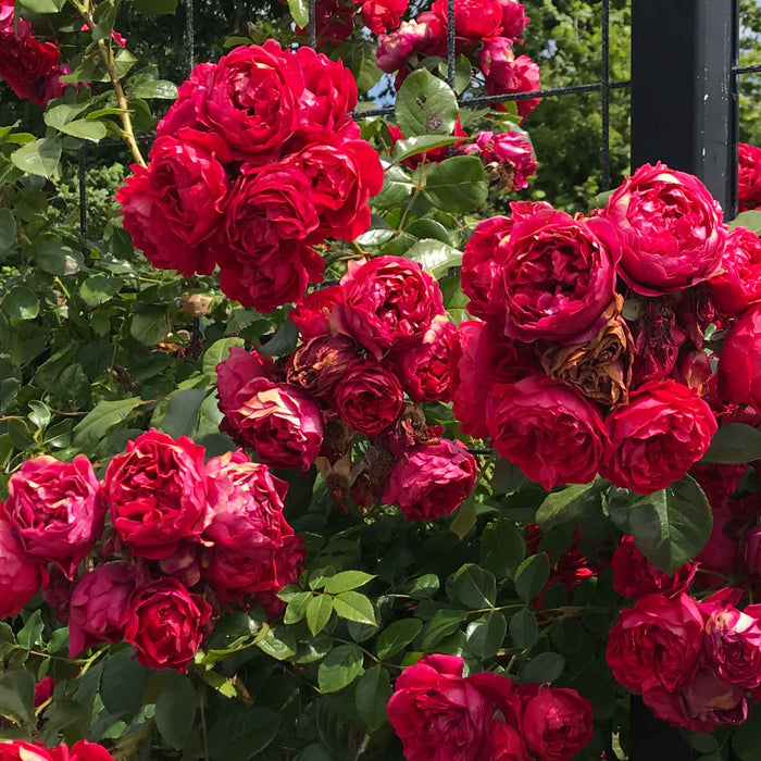 Arborose® Florentina