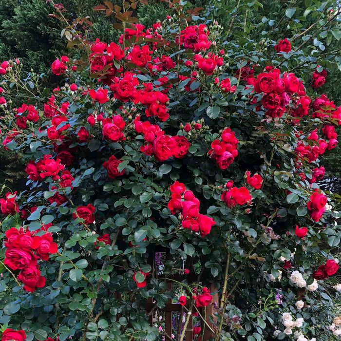 Arborose® Florentina