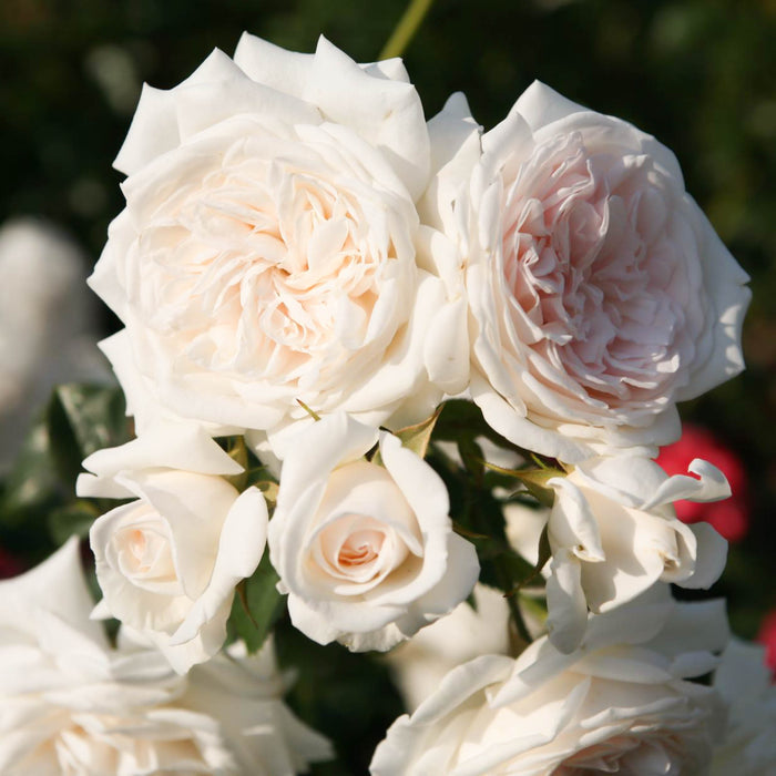 Arborose® Honeymoon