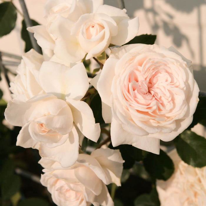Arborose® Honeymoon