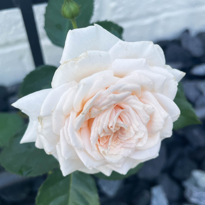 Arborose® Honeymoon