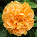 Bernstein-Rose