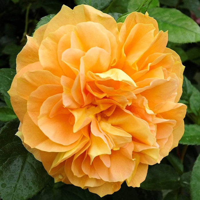 Bernstein-Rose