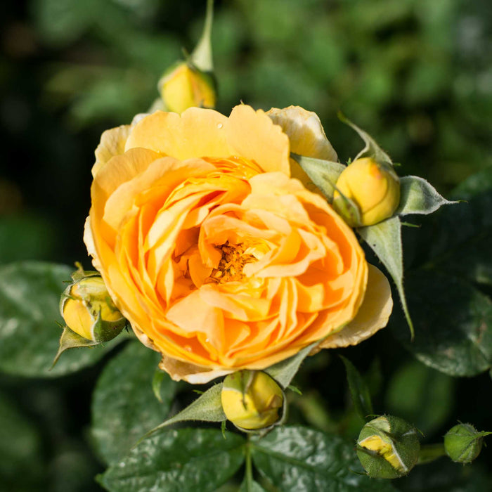 Bernstein-Rose