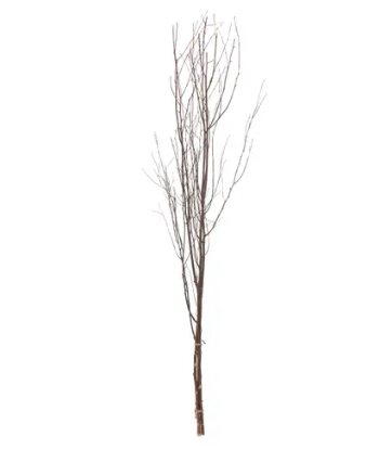 Birch Branch Bundle