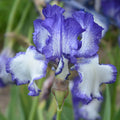 Blue Staccato