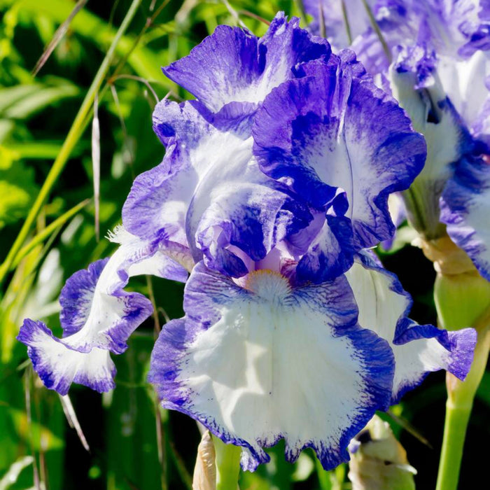 Blue Staccato