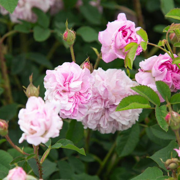 Blush Damask