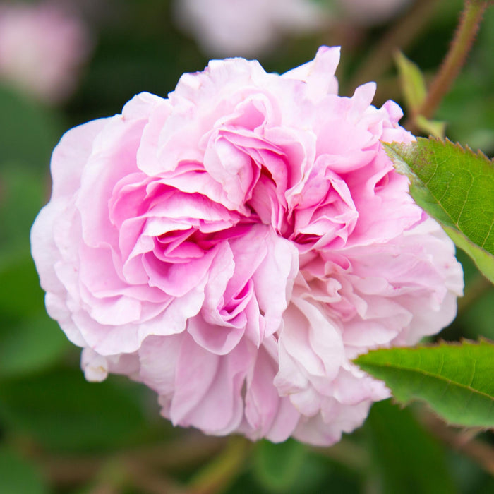 Blush Damask