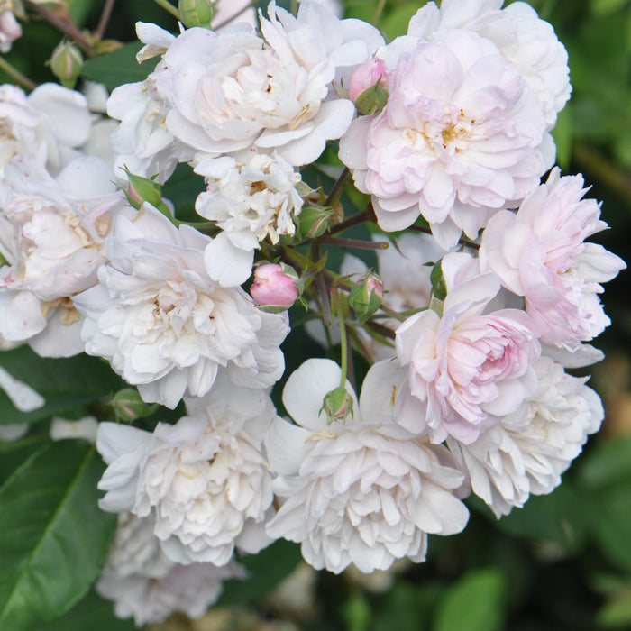 Blush Noisette