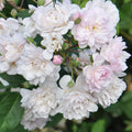 Blush Noisette