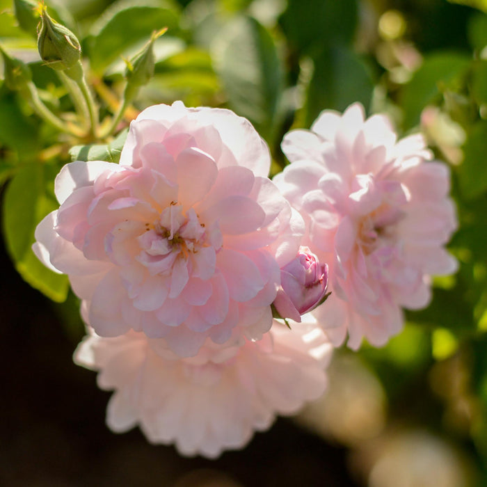 Blush Noisette