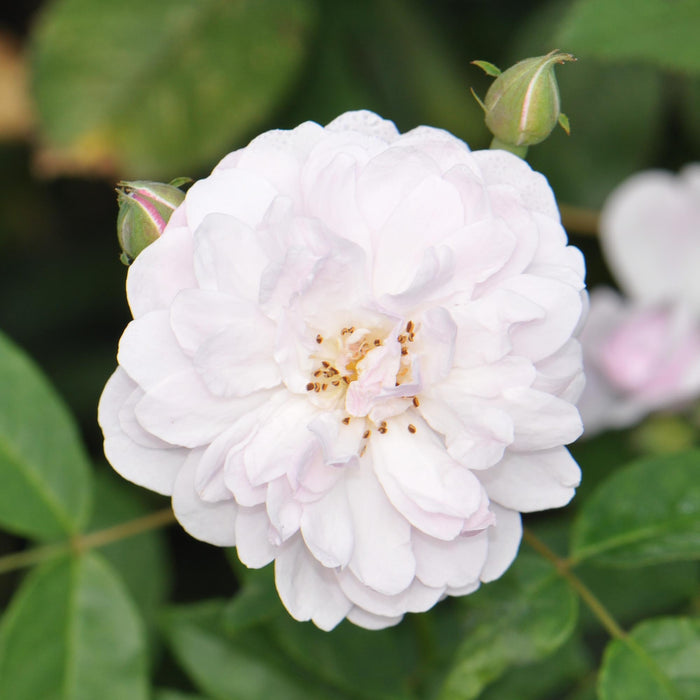 Blush Noisette
