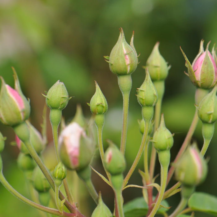 Blush Noisette