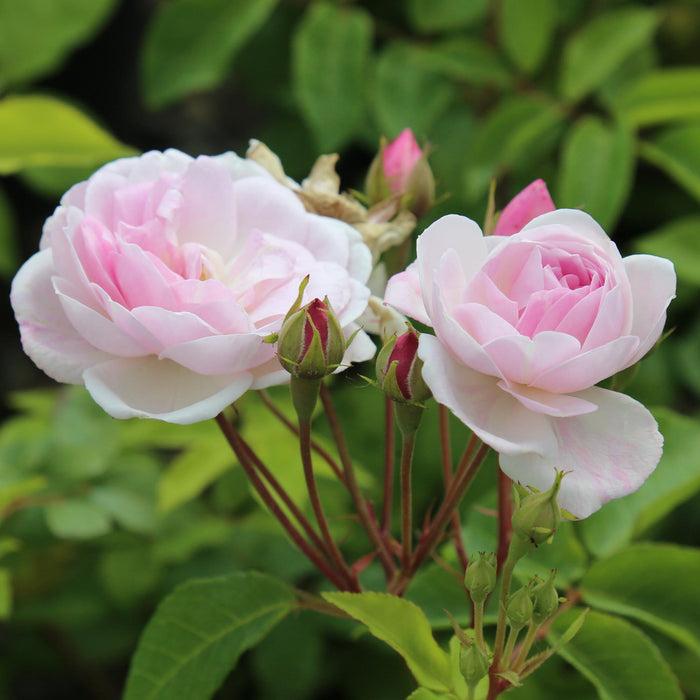 Blush Noisette