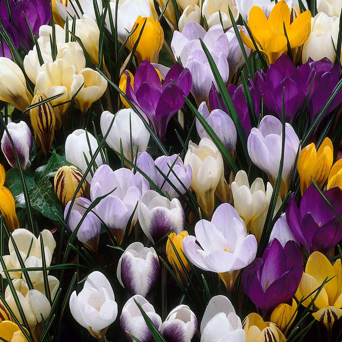 Botanical Crocus Mix