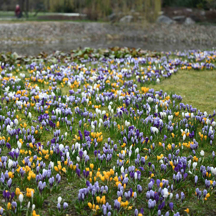 Botanical Crocus Mix