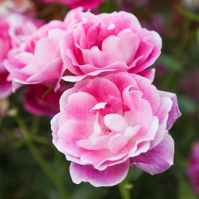 Brilliant Pink Iceberg