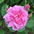 Cabbage Rose