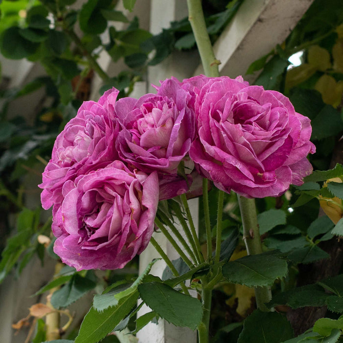 CL Lavender Crush®