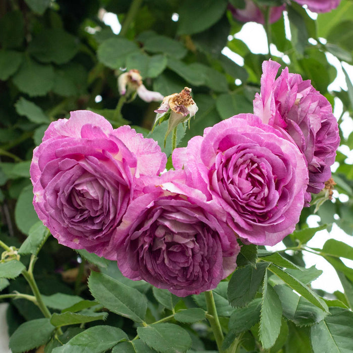 CL Lavender Crush®