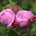 Coupe D' Hebe