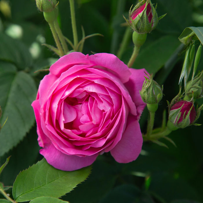 Coupe D' Hebe