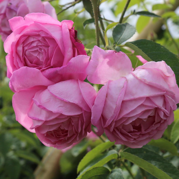 Coupe D' Hebe
