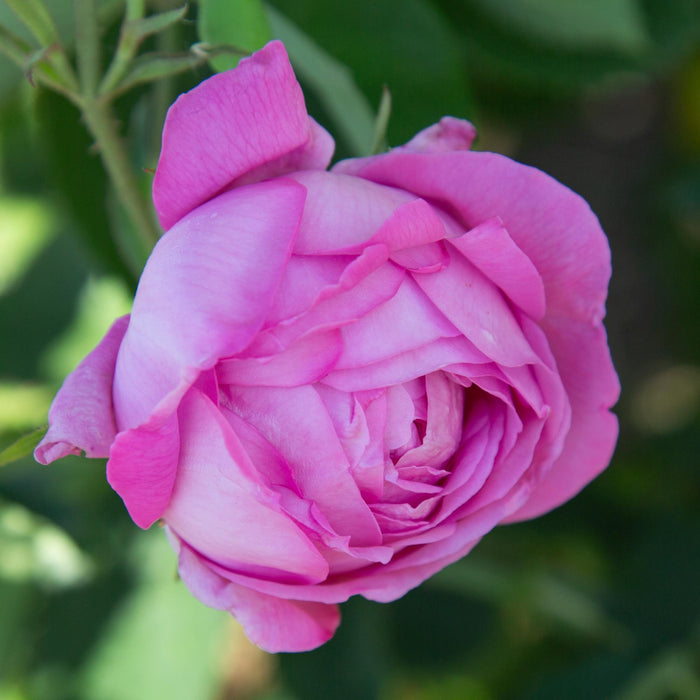 Coupe D' Hebe