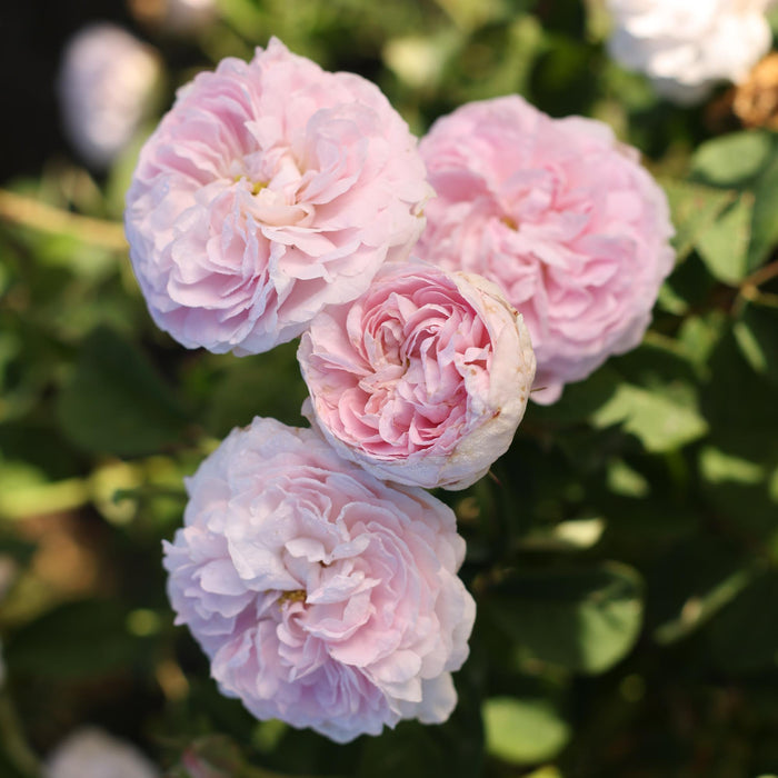 Duchesse de Montebello