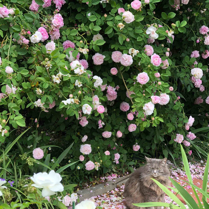Duchesse de Montebello