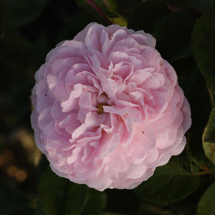 Duchesse de Montebello