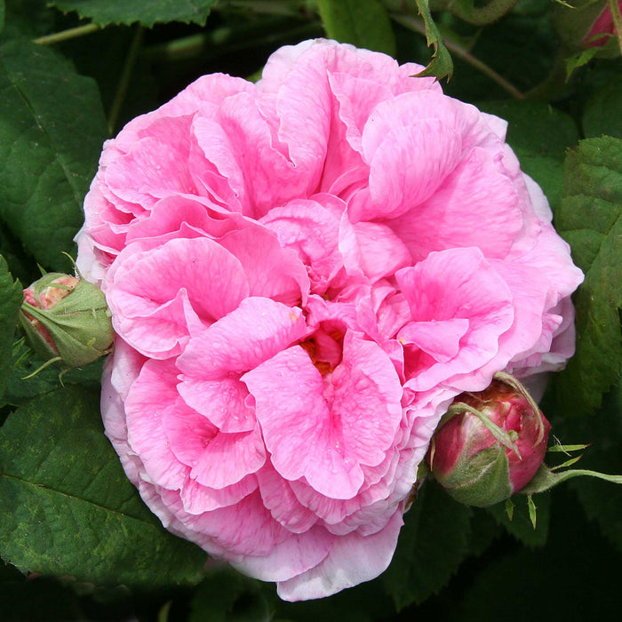 Duchesse de Rohan