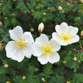 Dunwich Rose