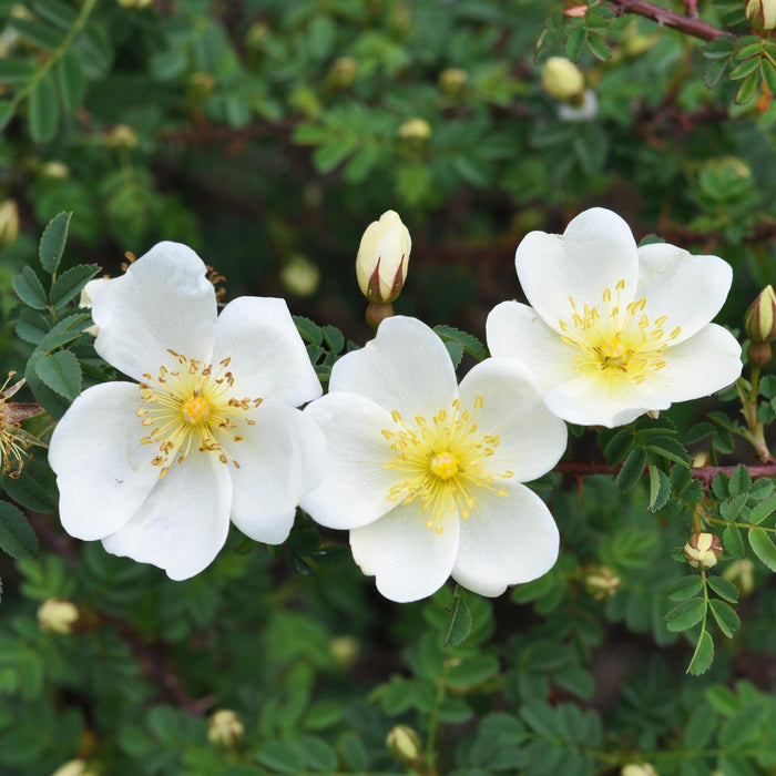 Dunwich Rose