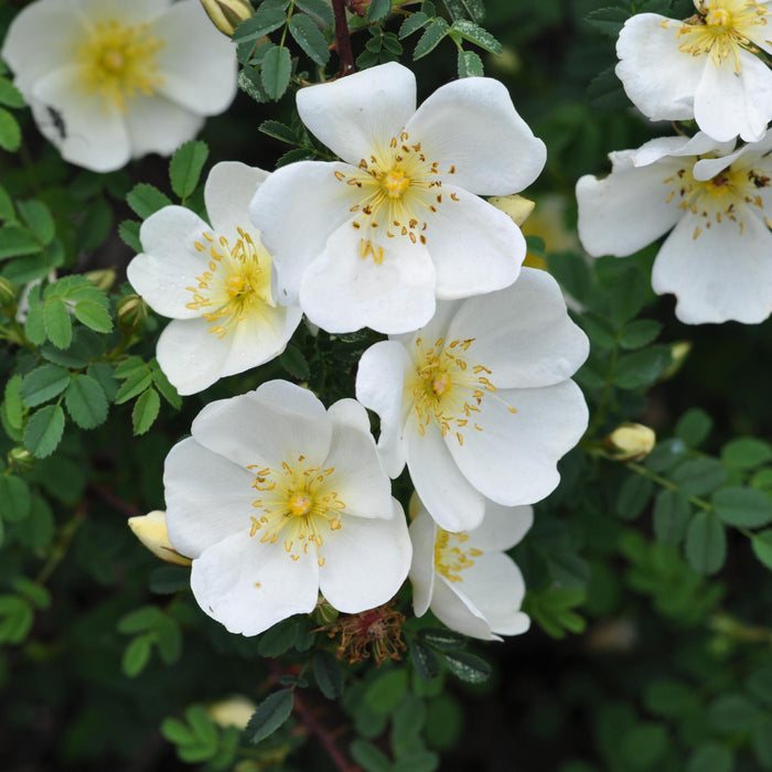 Dunwich Rose