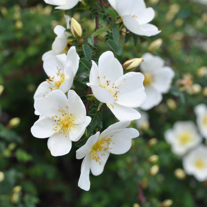 Dunwich Rose