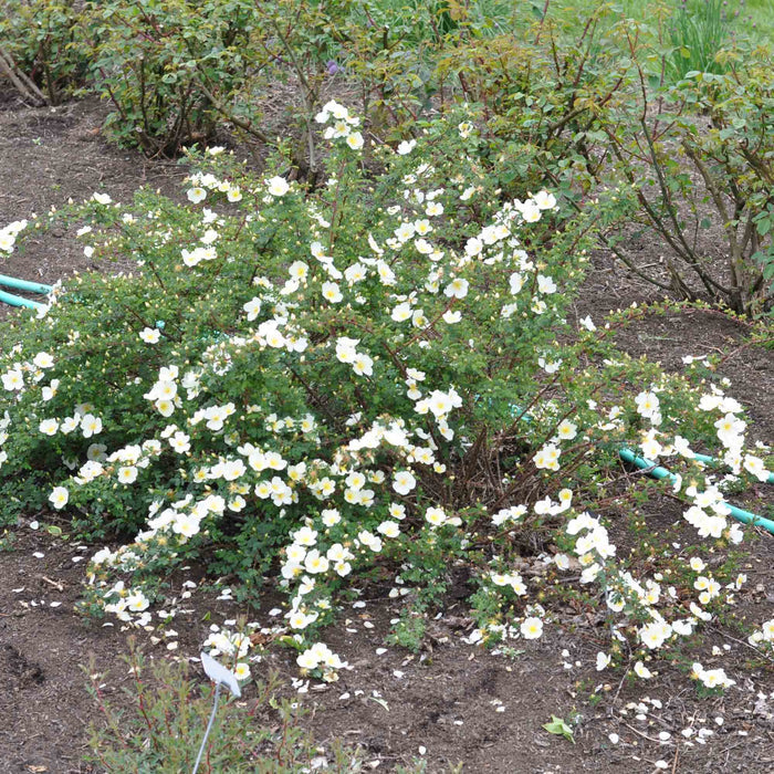 Dunwich Rose