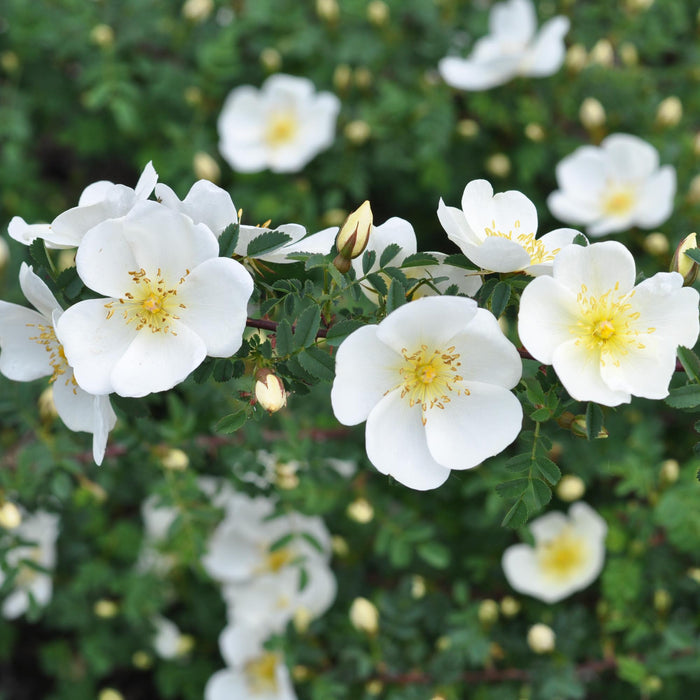 Dunwich Rose